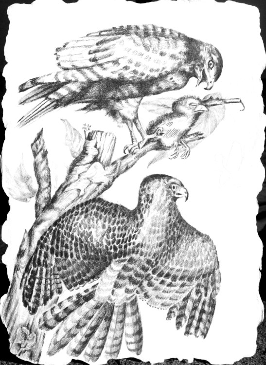 chicken-hawks-audubon-style-drawing-72-g-c