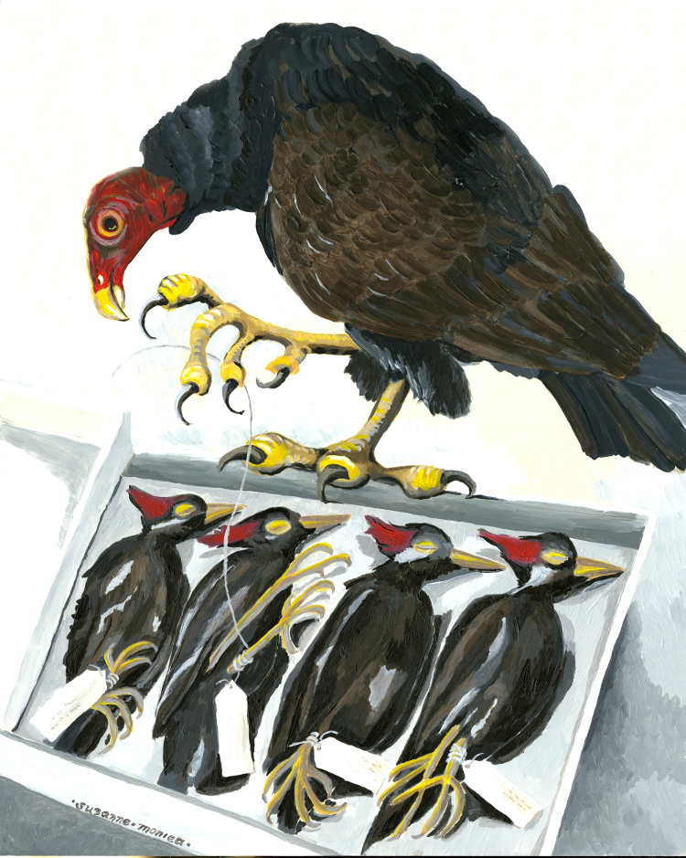 Vulture and Tagged Birds painting100